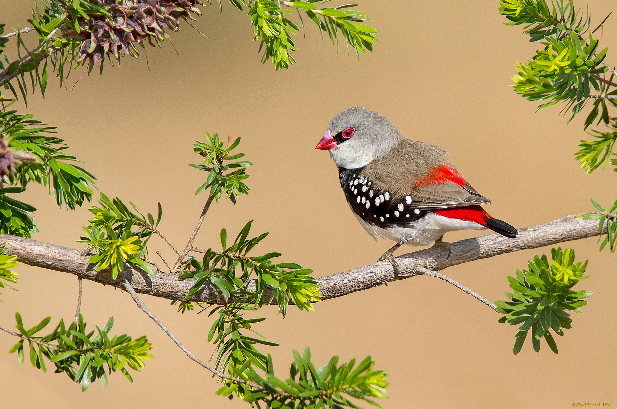 diamond firetail, , , 